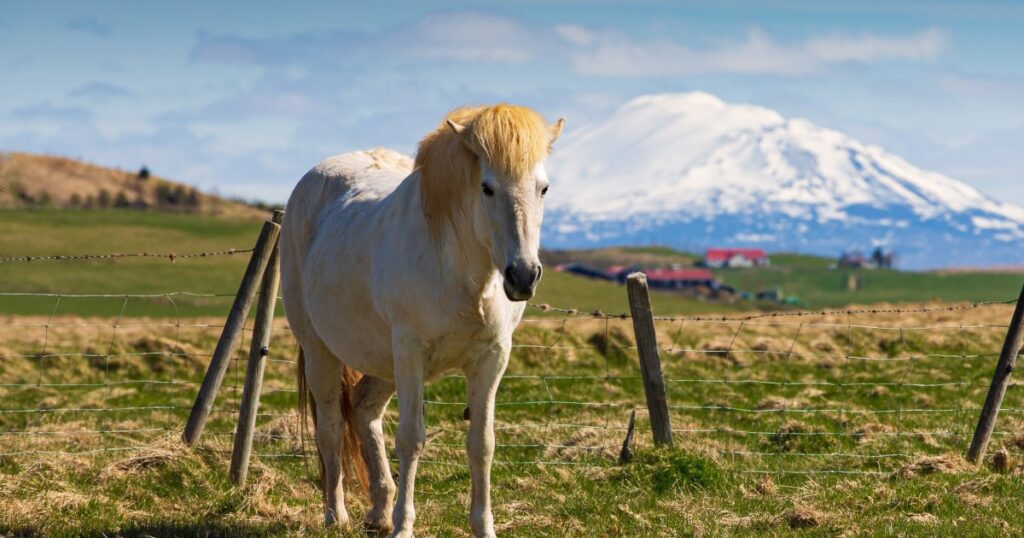 01 Iceland Horse.jpg